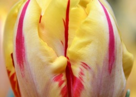 Tulipa Monsella (4)